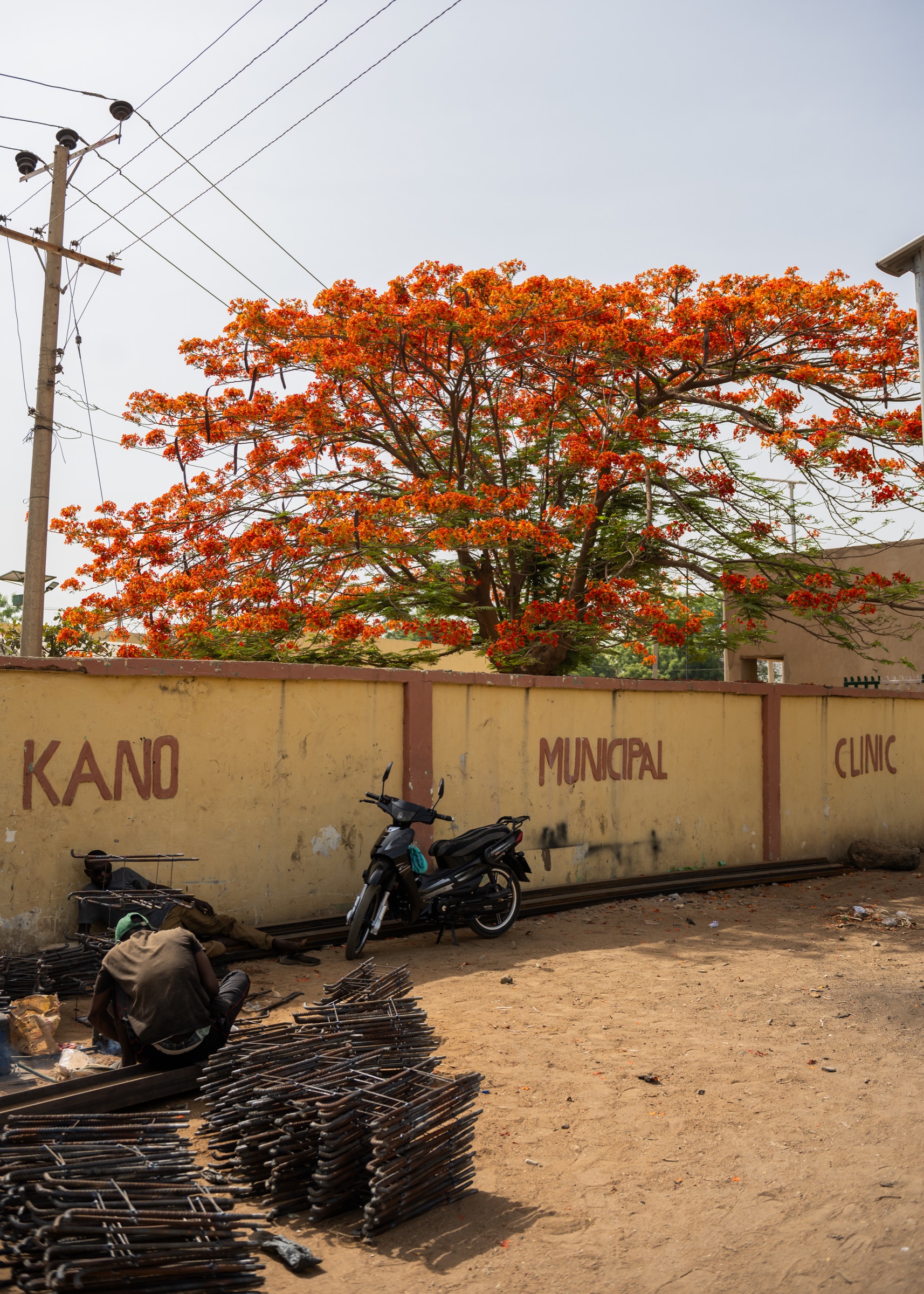 Kano municipal clinic beneath a flowering tree